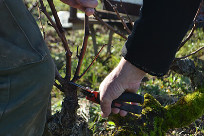 In the vineyard at Domaine Huet