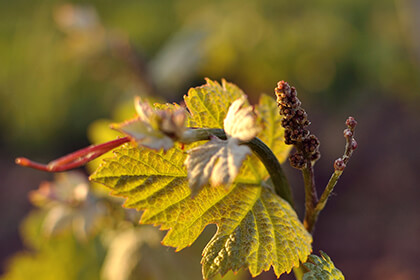 Domaine Huet biodynamics