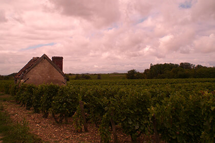 In the vineyards of Domaine Huet