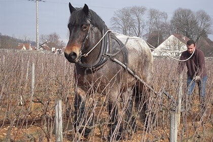 Clos de Tart