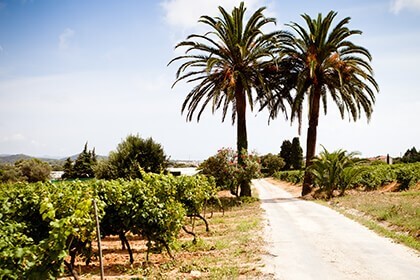 Chateau Sainte Marguerite