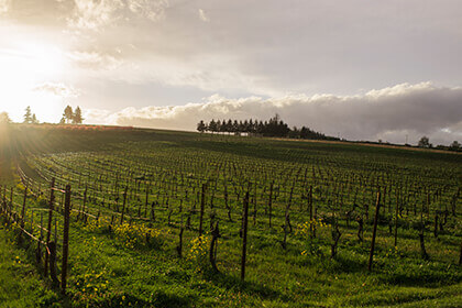 Evening Land Vineyards