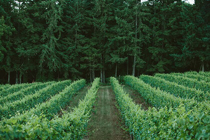 Evening Land Vineyards