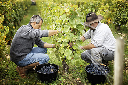 Domaine Lucien Crochet