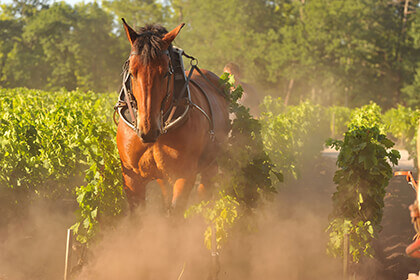 Cheval_Domaine de Chevalier