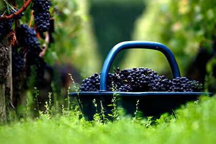 Vignes_Domaine de Chevalier