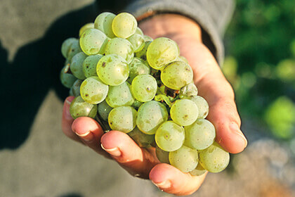 Raisins-blancs-Domaine de Chevalier