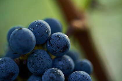 vignoble Haut-Bailly