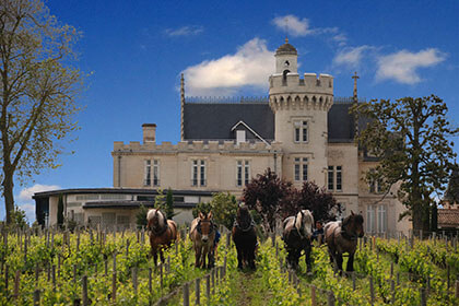 Chevaux dans les vignes du Château Pape Clément Grand Cru Classé de Graves 