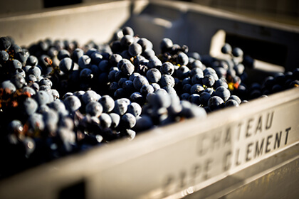 Château Pape Clément Grand Cru Classé de Graves raisins vendanges 