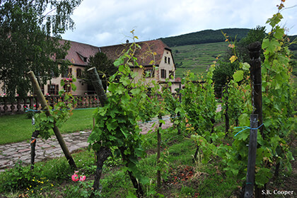 Domaine Weinbach wine