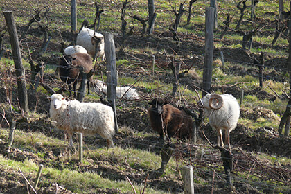 Nicolas Joly sheep in the vineyard