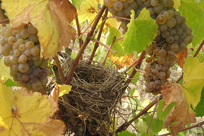 Nicolas Joly bird nest in the vines