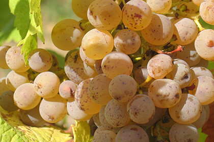 Nicolas Joly Chenin Blanc grapes