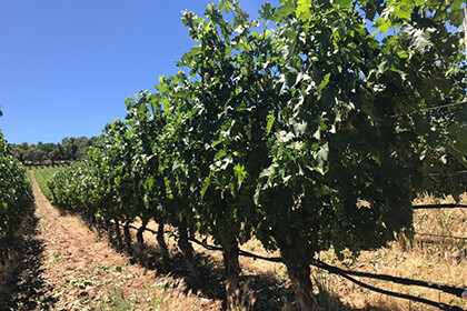 Colgin Cellars vineyard, Napa Valley