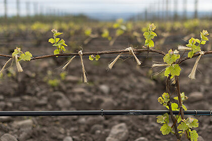 Cayuse Vineyards