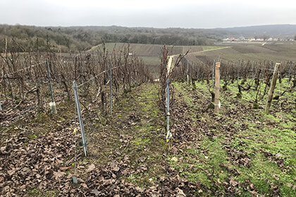 Bereche et Fils vineyard