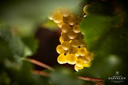 Domaine Faiveley