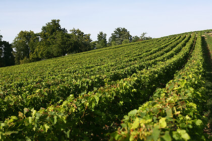 Vignoble Château Gloria