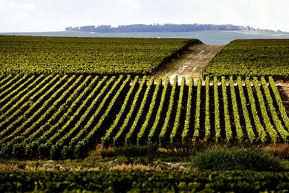 Champagne and Burgundy vineyards join UNESCO World Heritage - LVMH