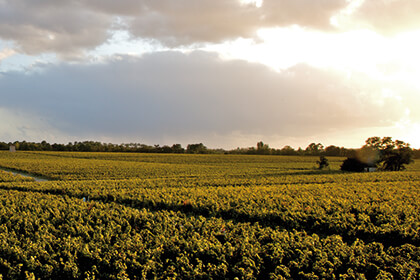 Chateau Pontet-Canet vineyard