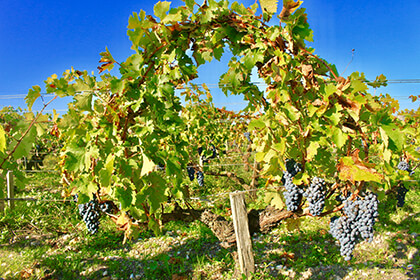 Chateau Pontet-Canet vineyard