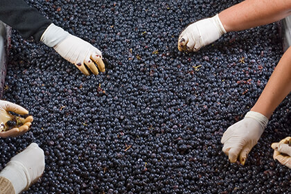 Chateau Pontet-Canet sorting