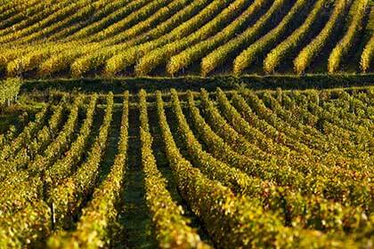 Burgundy vineyard, David Duband vineyard