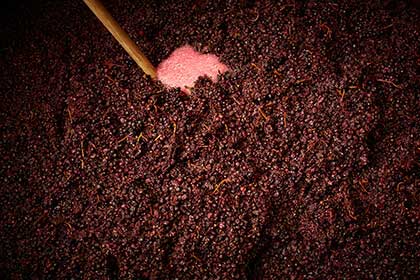 Burgundy winemaking, punchdown, David Duband