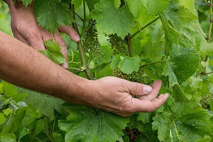 champagne bruno paillard