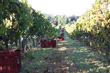 Occhipinti, Arianna Occhipinti, In the Occhipinti Vineyard