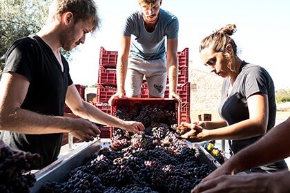 Arianna Occhipinti, natural wines, Harvest at Occhipinti