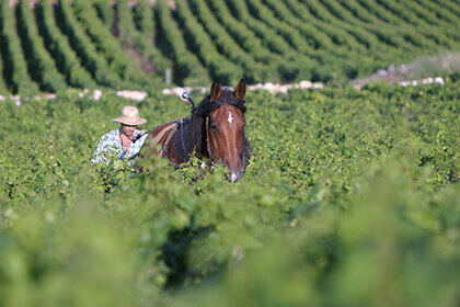 Producer Joseph Drouhin