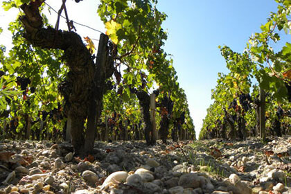 Terroir du château Palmer à Margaux 