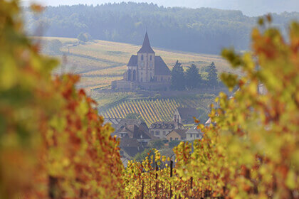 Vignoble en Alsace