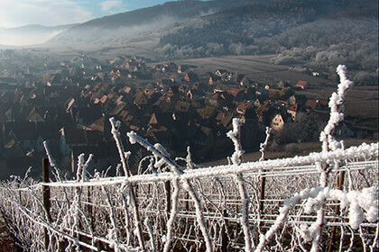 Vignoble d’Alsace en hiver