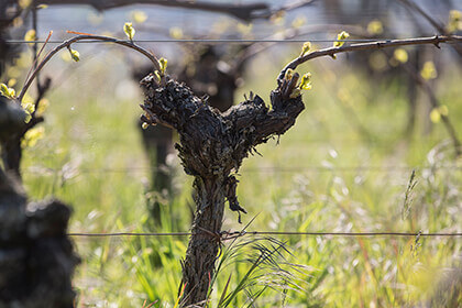 Pied de vigne en Alsace