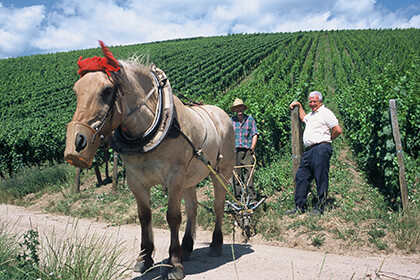 Alsace wine