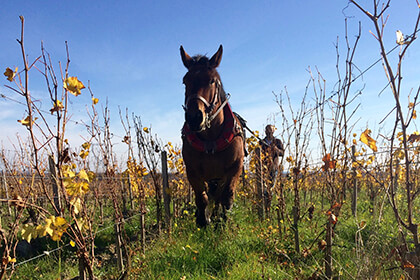Travail de la vigne à cheval domaine des Roches Neuves Saumur 