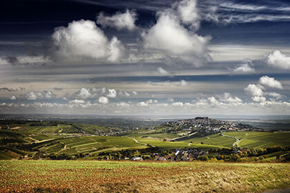 Vue du vignoble du domaine Lucien Crochet Loire 