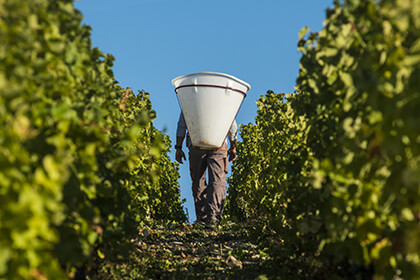 Vendanges dans le Val de Loire Sancerre et Pouilly-Fumé