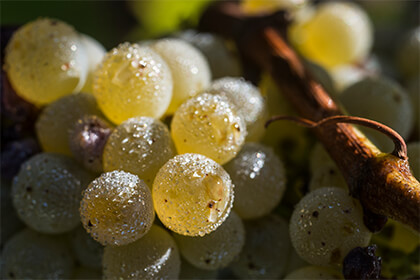 Sauvignon blanc Sancerre 