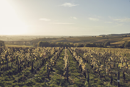 vue du vignoble de Joseph Mellot dans le Val de Loire