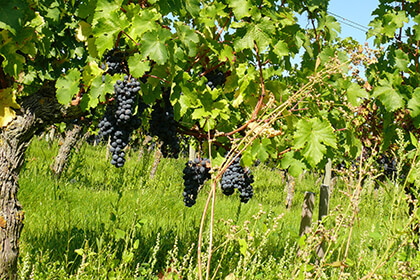 Cépage noir cultivé au Domaine des Roches Neuves Saumur 