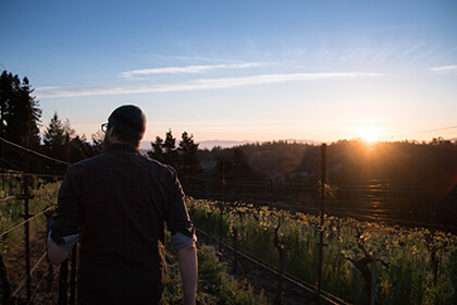 California wine vineyards