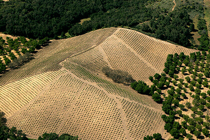 California wine vineyards