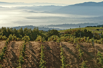 California wine vineyards