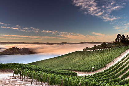 California wine vineyards