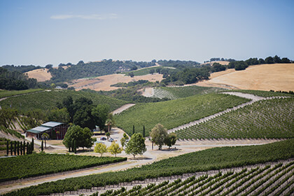 California wine vineyards