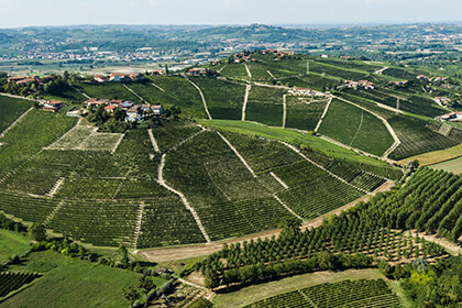 Piedmont wine